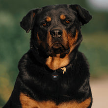 Load image into Gallery viewer, Personalized Laser Metal Alloy Dog ID Tag